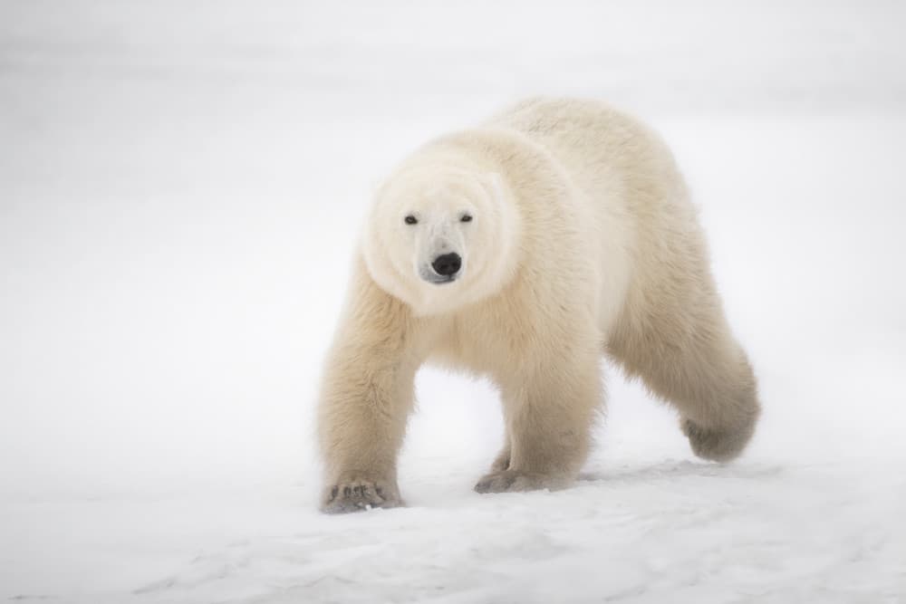 Majestic Polar Bear by Marco Pozzi — canvas wall art