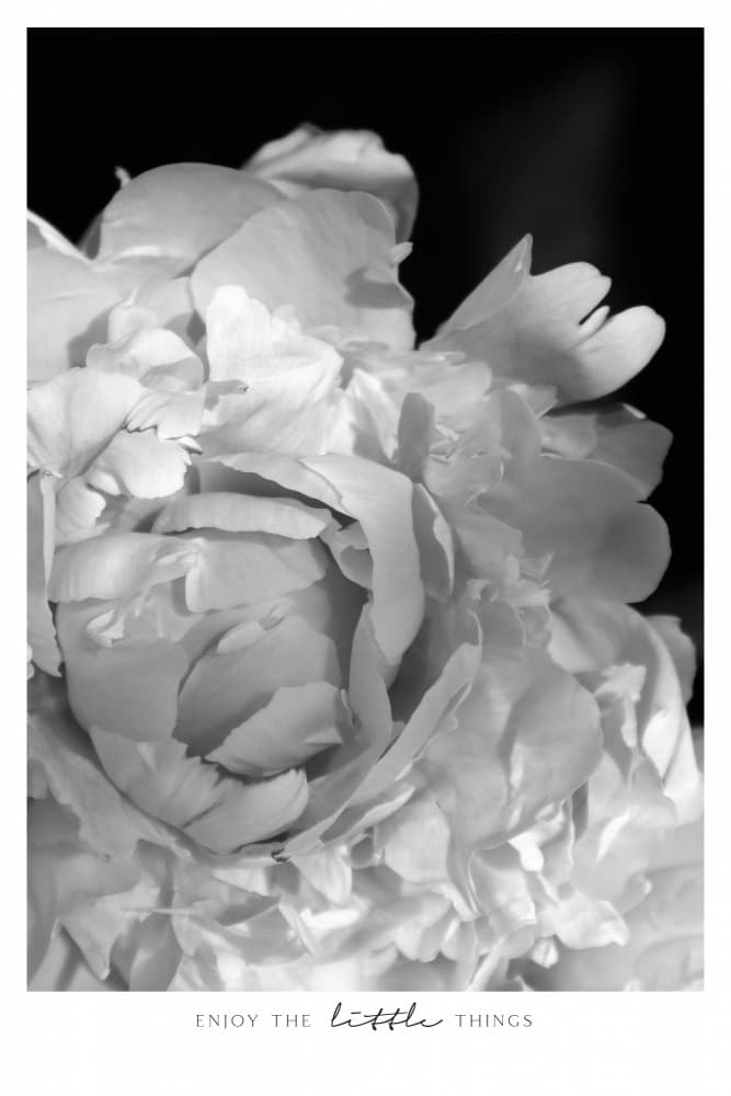 White Peony Bloom by Rosana Laiz Blursbyai — canvas wall art