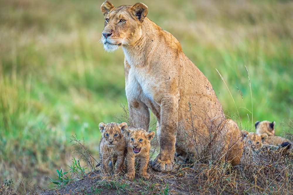 Watchful Lioness And Cubs by Jeffrey C. Sink — canvas wall art