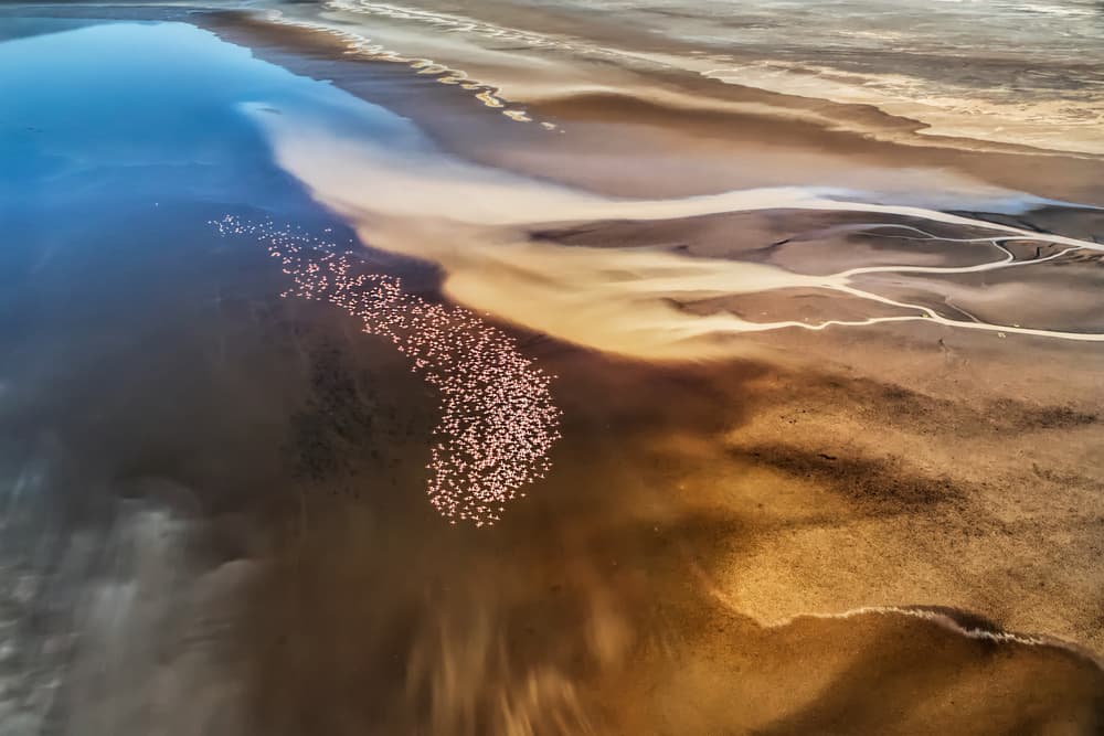 Pink Flamingos Salt Lake by Jun Zuo — canvas wall art