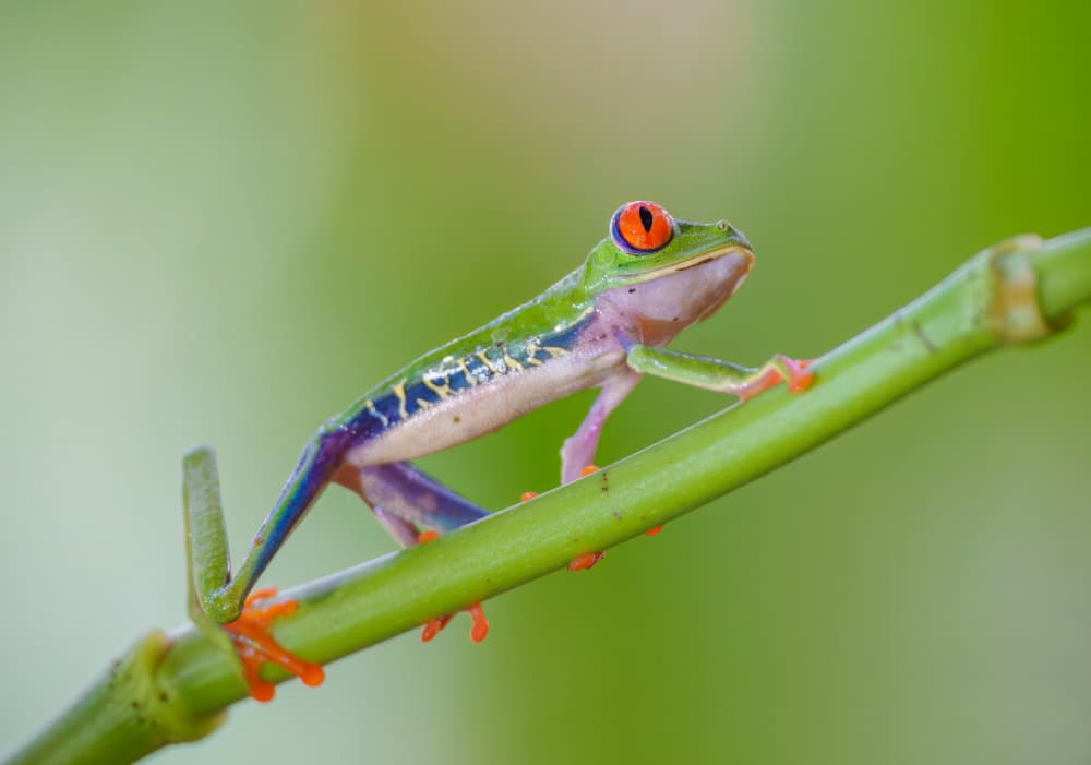 Vibrant Red Eyed Frog by Mike He — canvas wall art