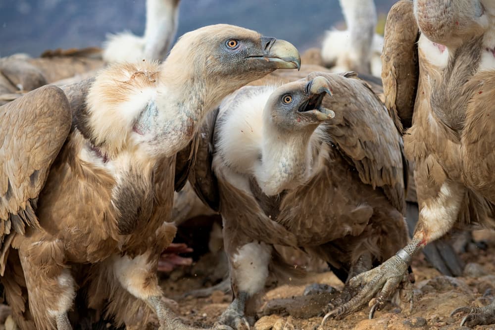 Griffon Vultures Gather by TONY GORAN — canvas wall art