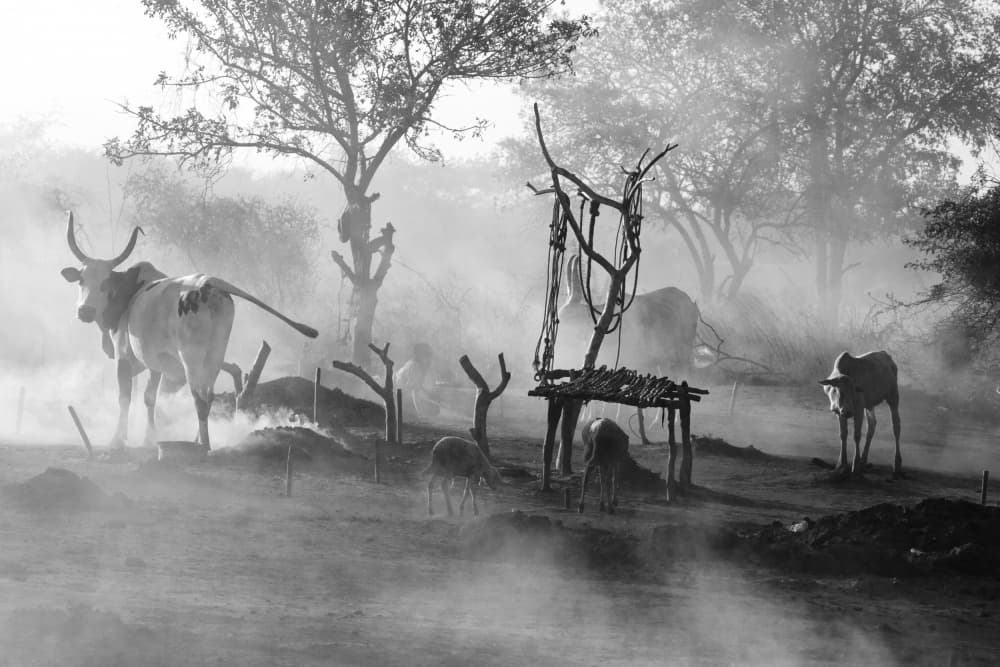 Misty Cattle Landscape by Svetlin Yosifov — canvas wall art