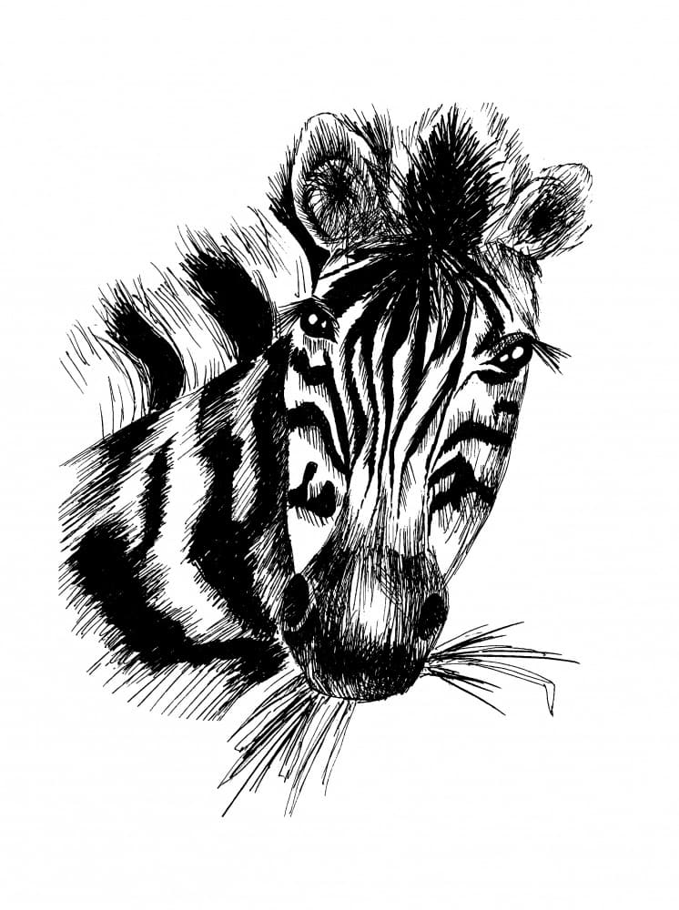 Zebra Eating Drawing by Marika Barsrsind β canvas wall art