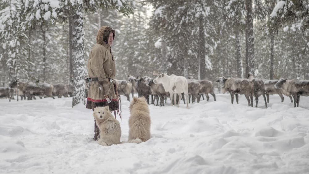 Snowy Reindeer Herder by Marcel Rebro — canvas wall art