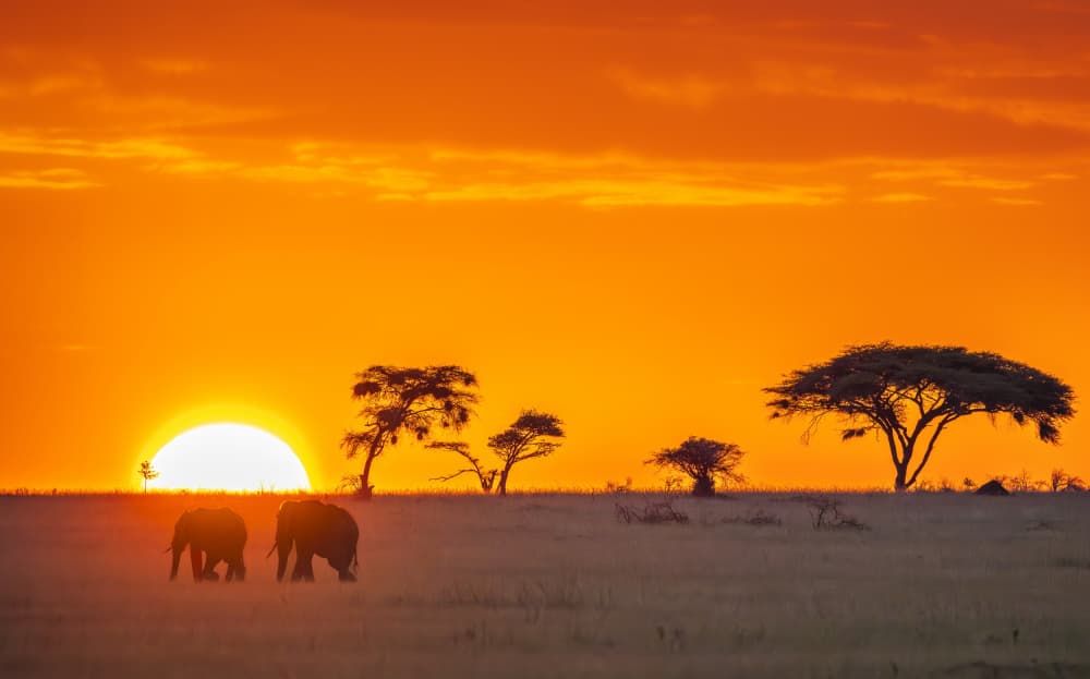 African Sunset Elephants by Jeffrey C. Sink — canvas wall art