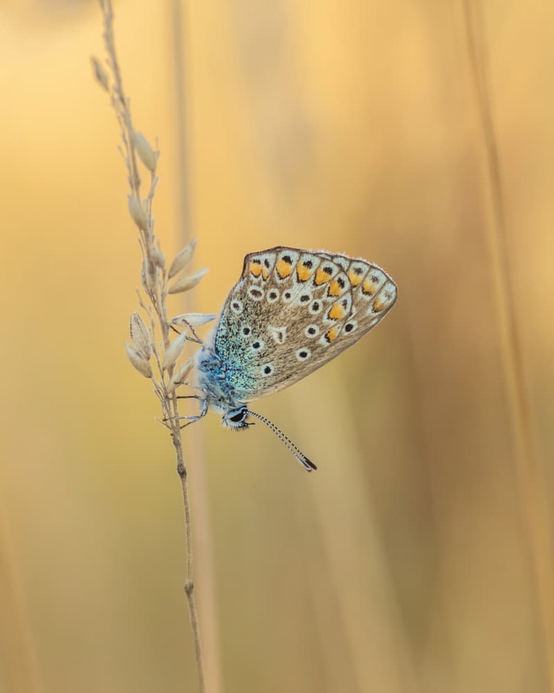 Blue Butterfly Golden Grass by Ytje Veenstra — canvas wall art
