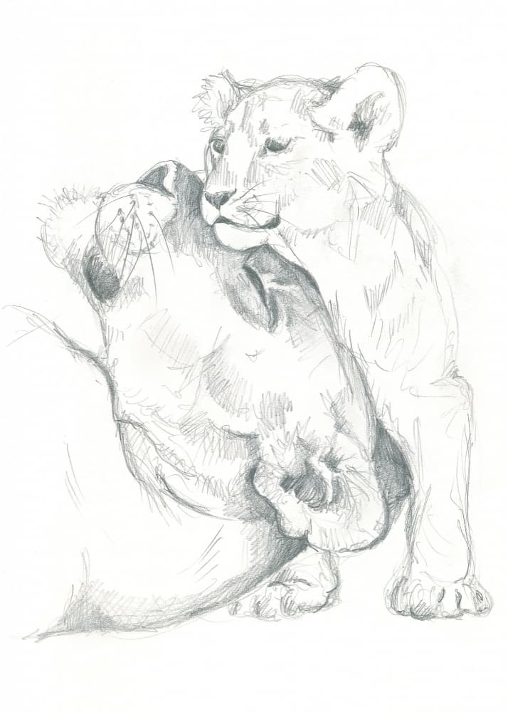 Lioness and Cub Drawing Study by Isabelle Brent — canvas wall art