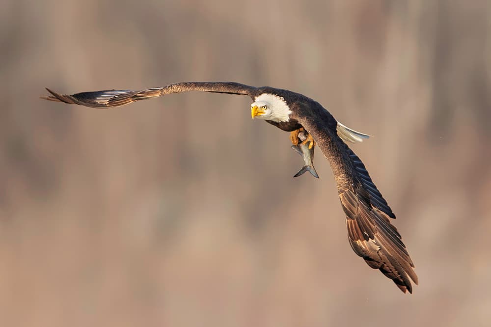 Bald Eagle Fishing by Rob Li — canvas wall art