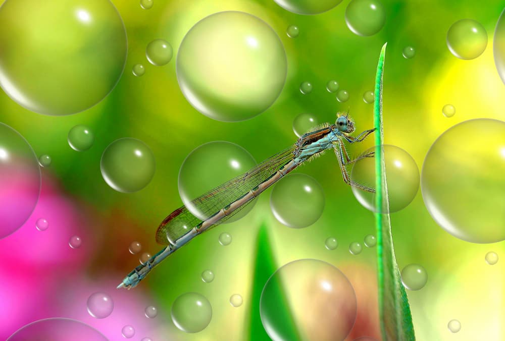 Blue Damselfly Bubbles by Thierry Dufour — canvas wall art