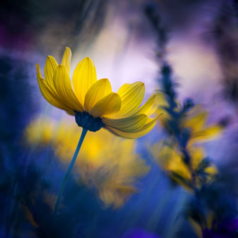 Golden Bloom Dream by Pali Gerec — canvas wall art