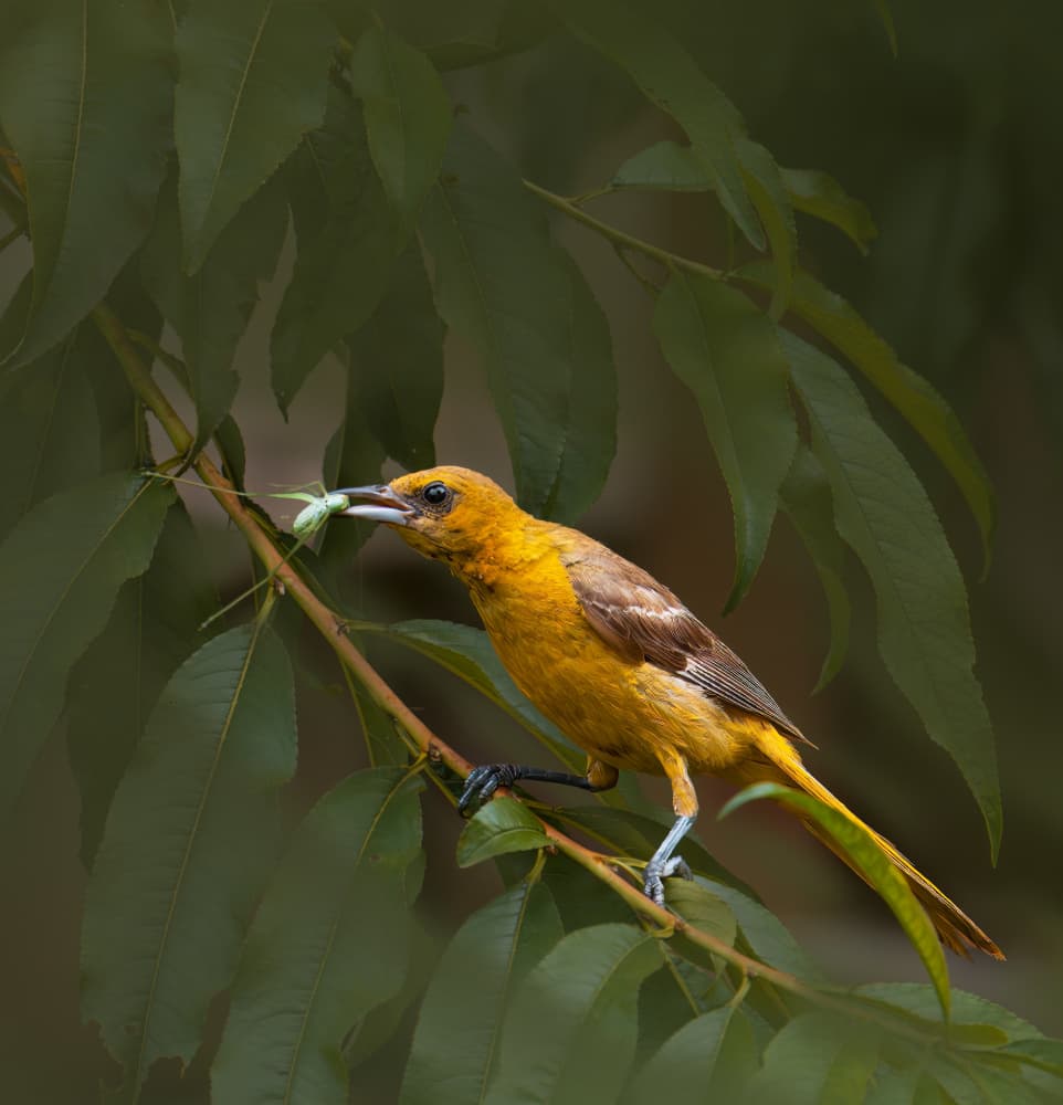 Vibrant Oriole Feast by Allen SDCA — canvas wall art