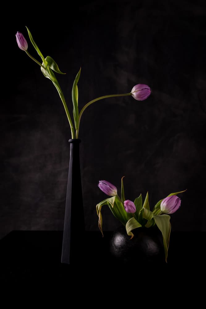 Moody Purple Tulips by Vito Guarino — canvas wall art