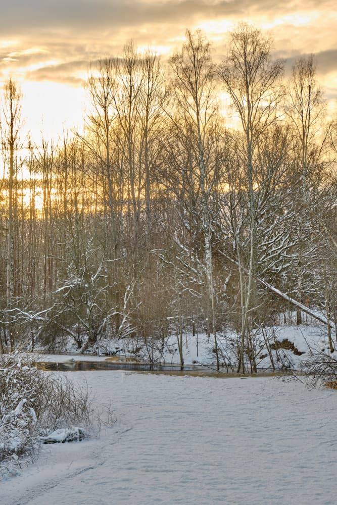 Golden Winter Light by Geertjan Plooijer — canvas wall art