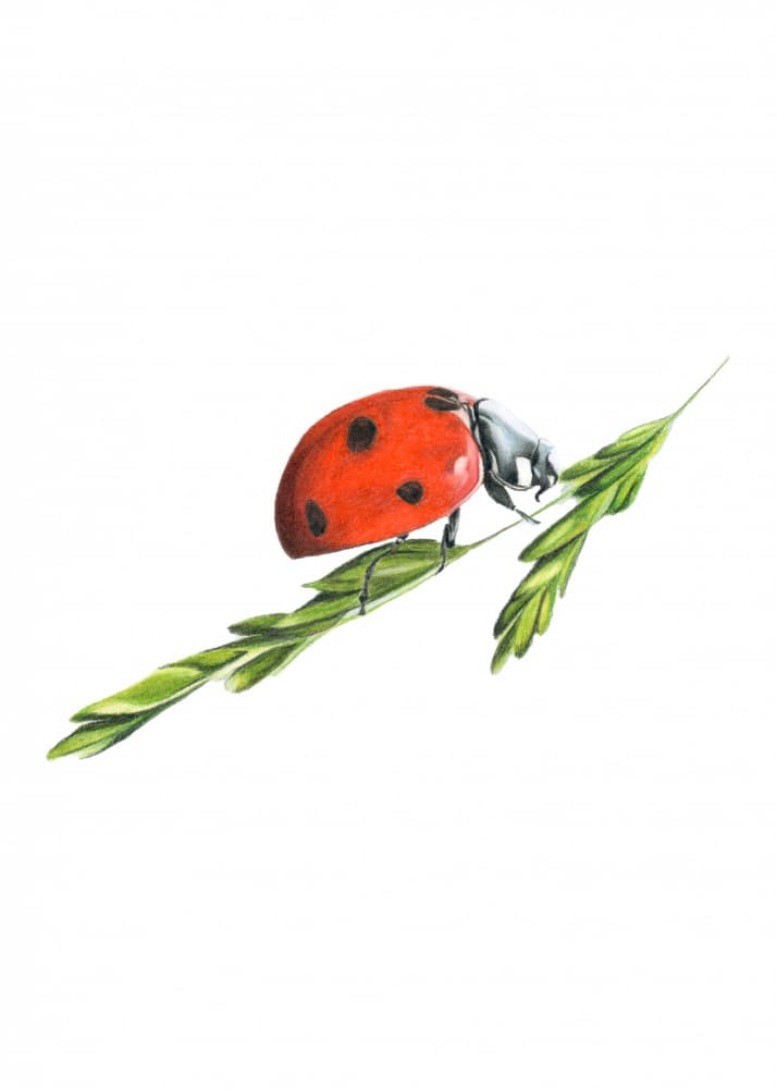 Vibrant Ladybug Climbs by Angelica Diehn — canvas wall art