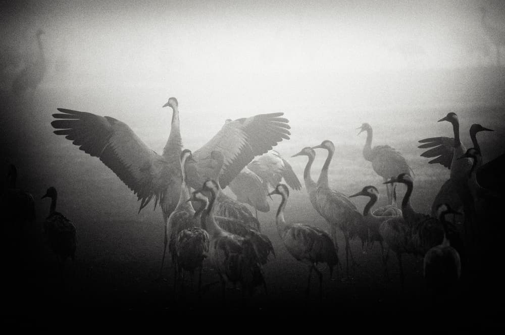 Misty Cranes Gathering by Miki Meir Levi — canvas wall art