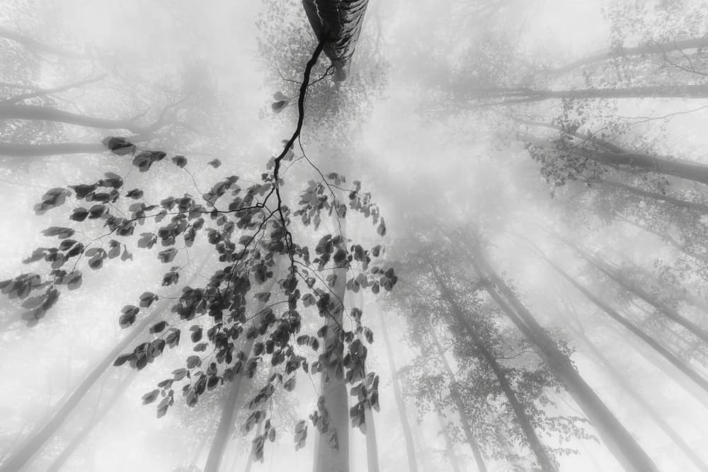 Misty Forest Branch by Tom Pavlasek — canvas wall art