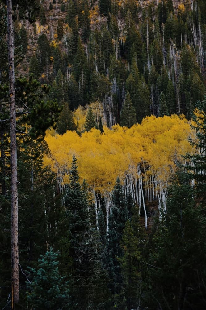 Golden Aspen Trees by Del Mundo Imagery — canvas wall art