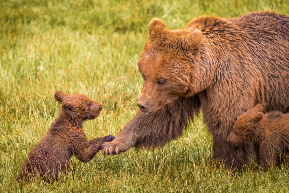 Grizzly Mother's Touch by Juan I. Cuadrado — canvas wall art