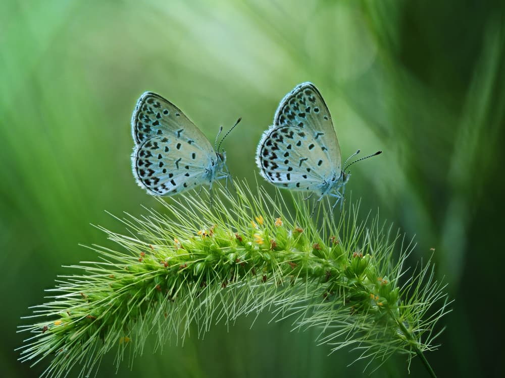 Two Blue Butterflies by Takiko Hirai — canvas wall art
