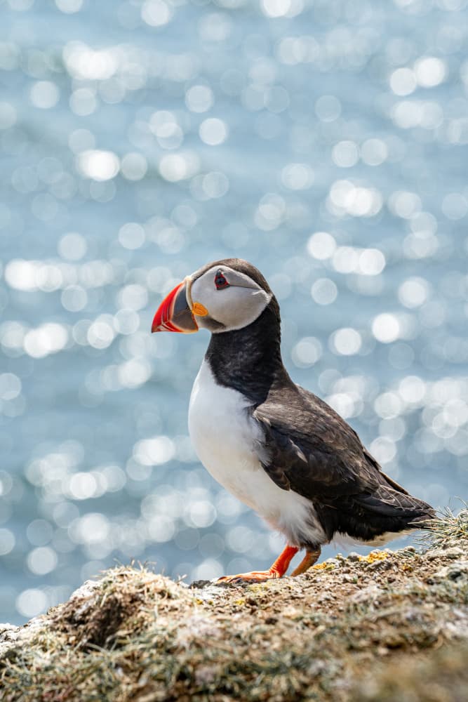 Puffin by Sparkling Ocean by Henrike Schenk — canvas wall art