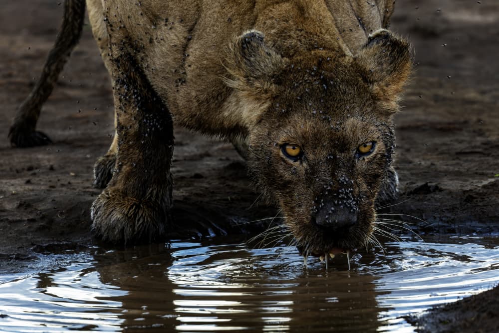 Intense Lioness Drink by Alessandro Catta — canvas wall art