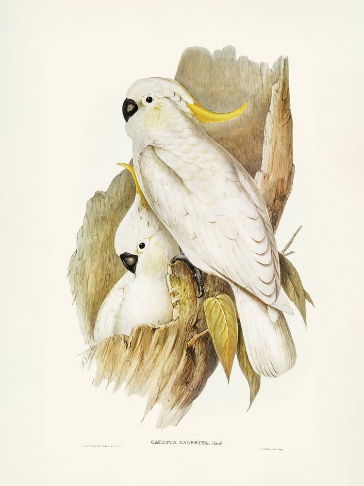 Crested Cockatoo by Elizabeth and John Gould — canvas wall art