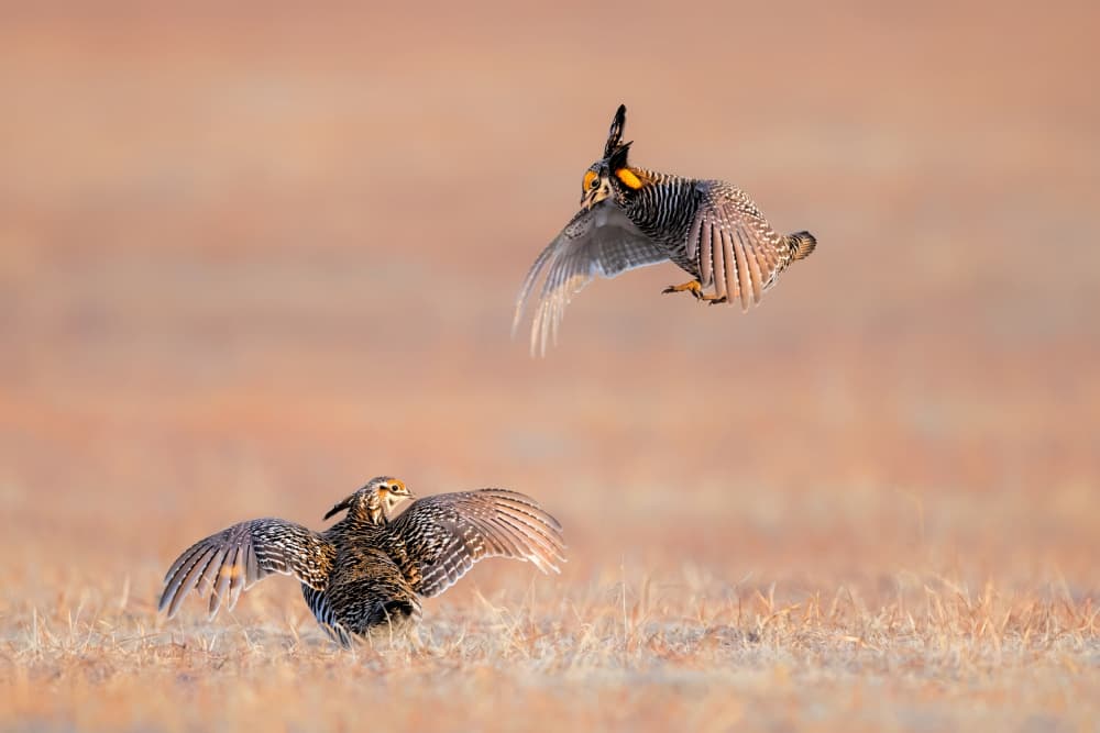 Prairie Chickens In Flight by Jun Zuo — canvas wall art