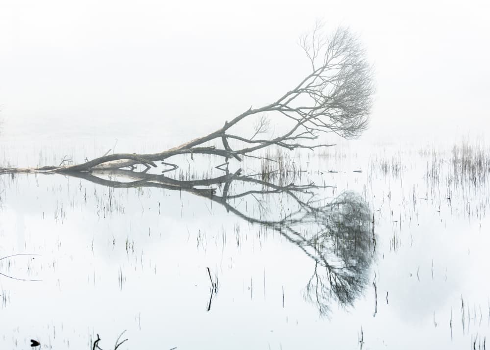 Misty Lake Tree Reflection by Leszek Paradowski — canvas wall art