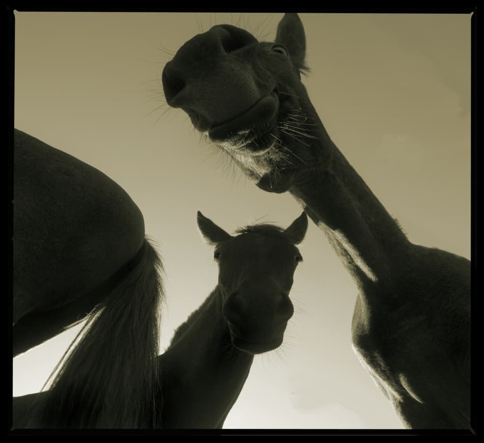 Three Curious Horses by Milan Malovrh — canvas wall art