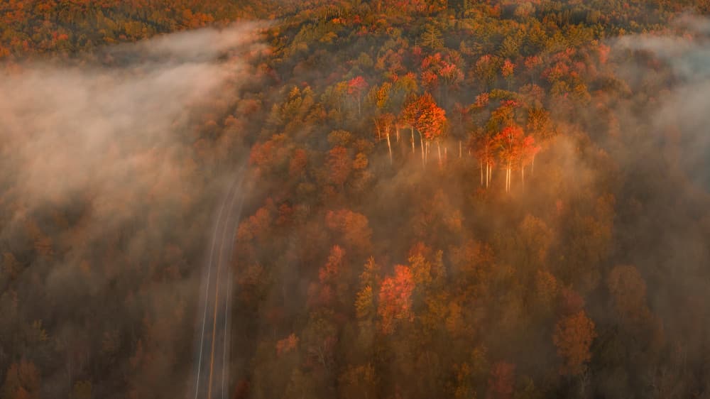 Golden Fall Road by John Fan — canvas wall art