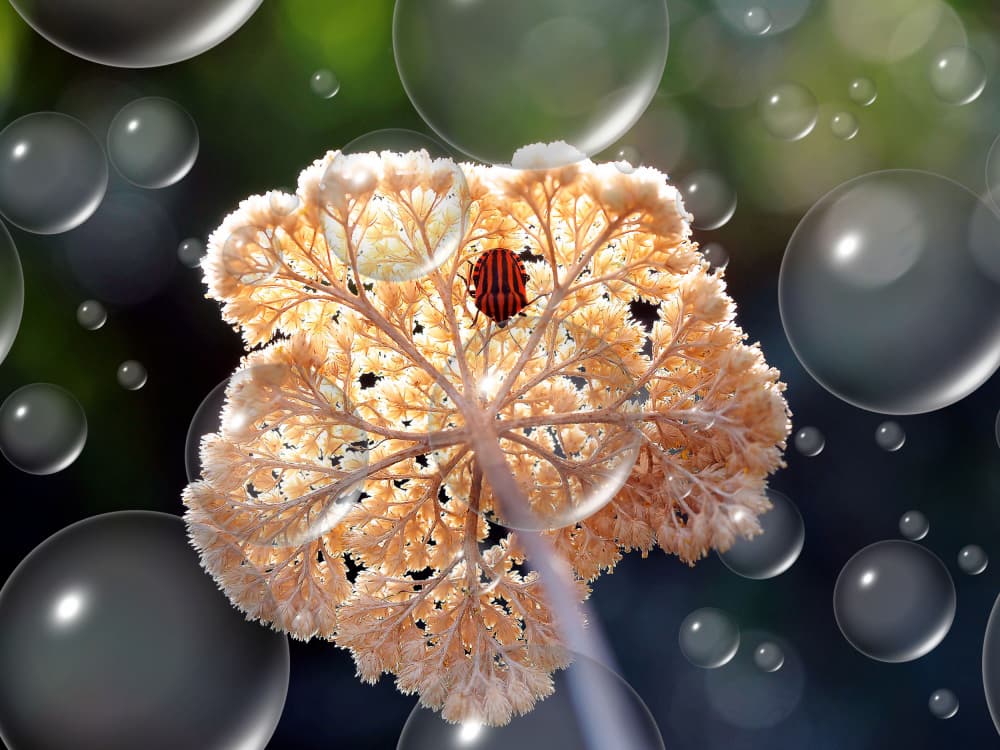 Striped Beetle's Bubble World by Thierry Dufour — canvas wall art