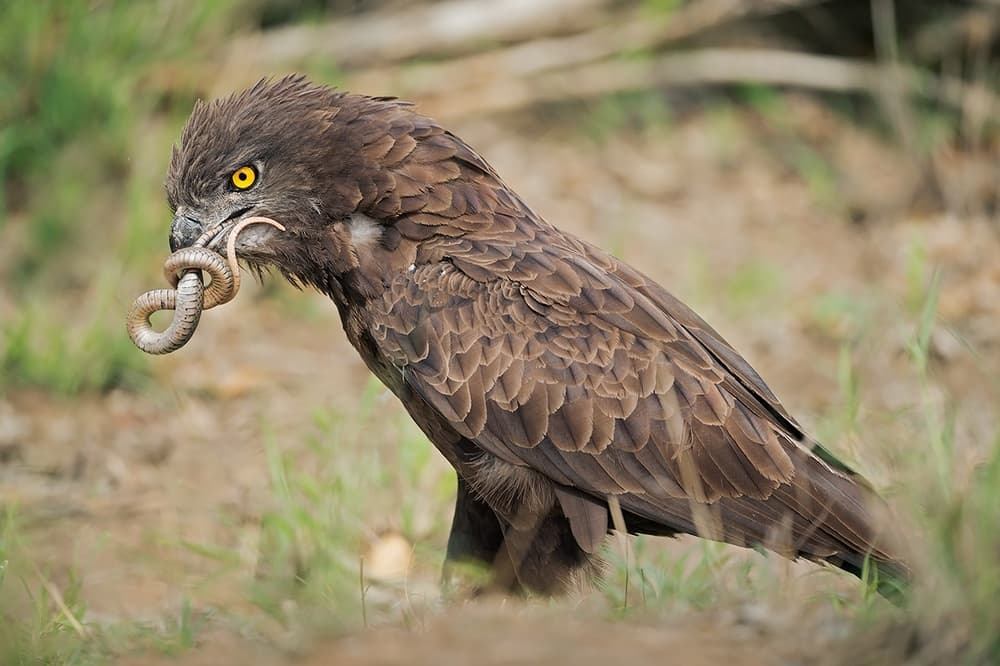 Eagle Catches Snake by Marco Pozzi — canvas wall art