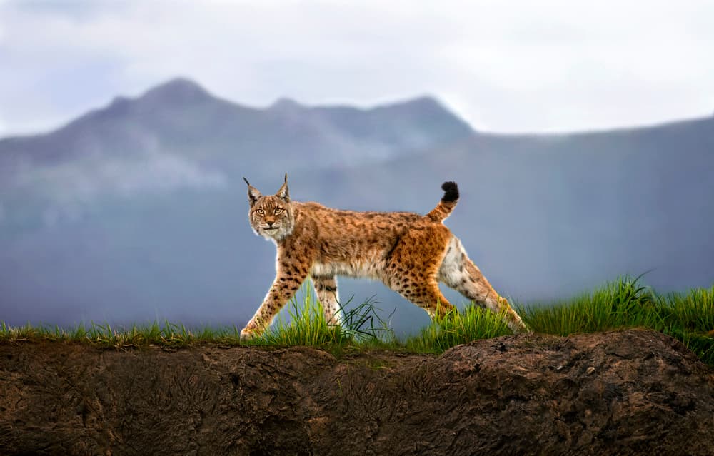 Majestic Lynx Stare by Xavier Ortega — canvas wall art