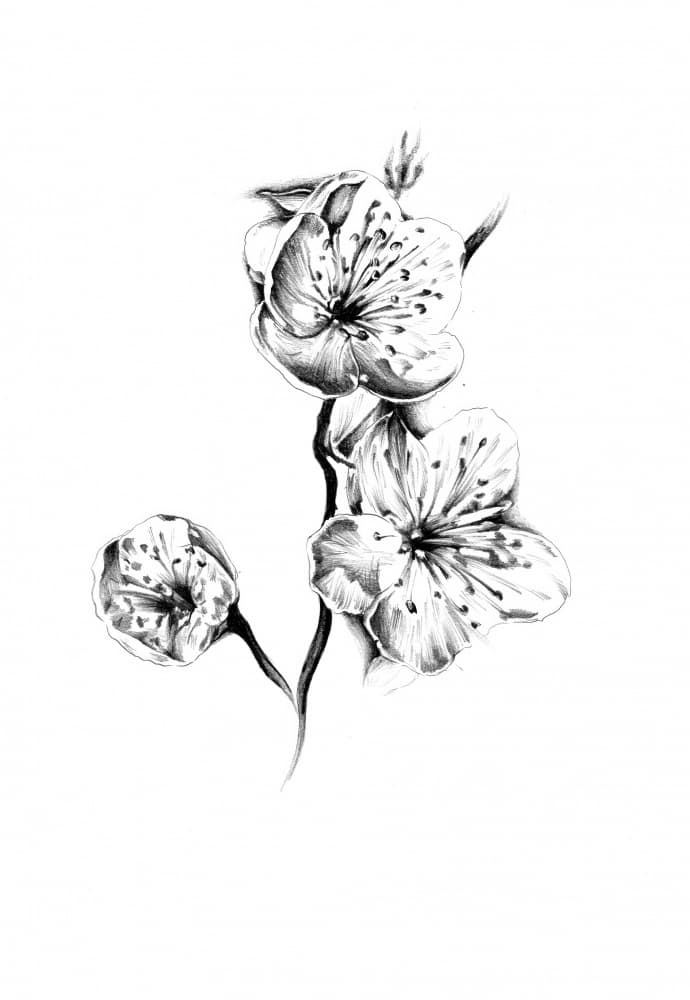 Delicate Cherry Blossoms by Kulik — canvas wall art
