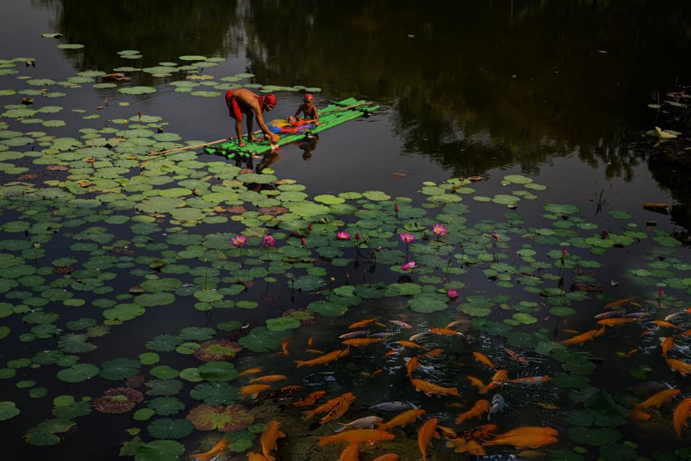 Feeding Koi on Pond by Ajar Setiadi — canvas wall art