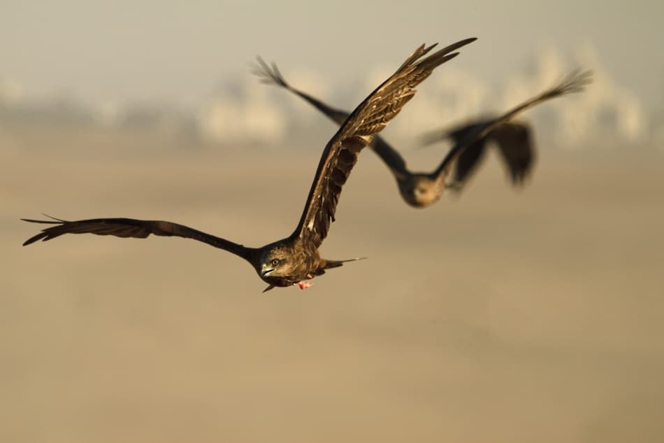 Golden Kites in Flight by Amnon Eichelberg — canvas wall art