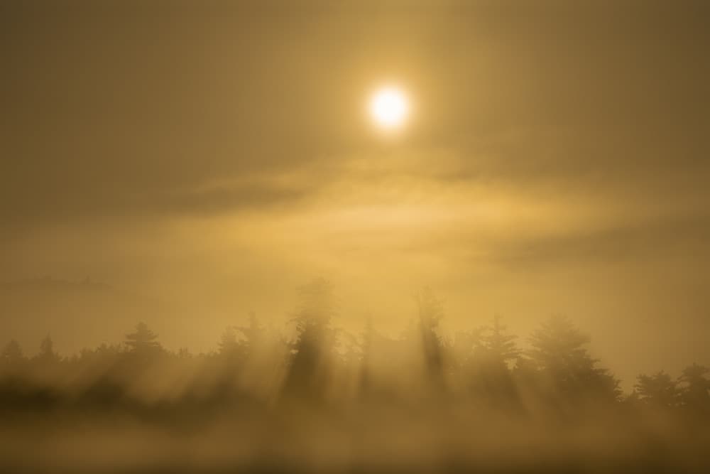 Golden Forest Sun Rays by John Fan — canvas wall art