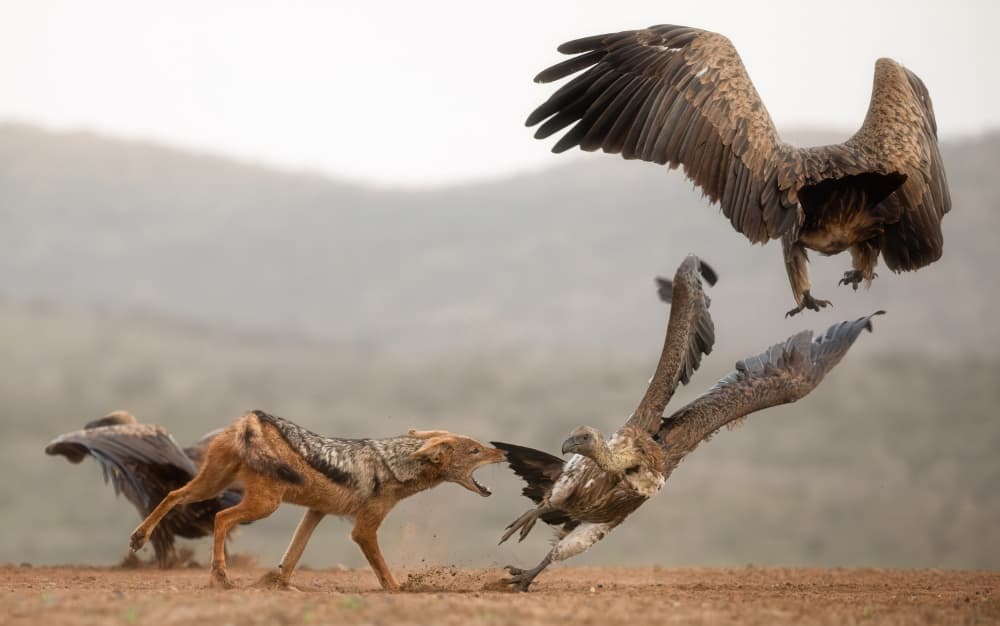 Wild Jackal Vulture Battle by Charlaine Gerber — canvas wall art