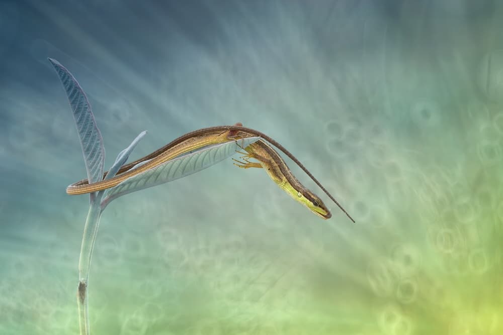Graceful Lizard On Leaf by Hendy Mp — canvas wall art