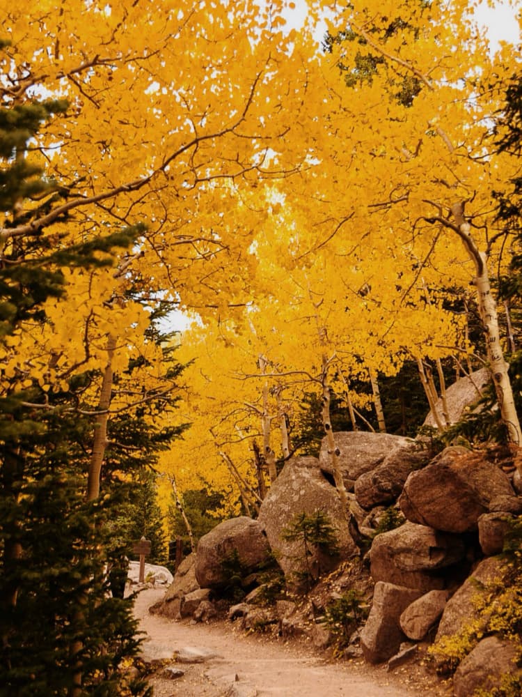 Golden Aspen Path by Del Mundo Imagery — canvas wall art