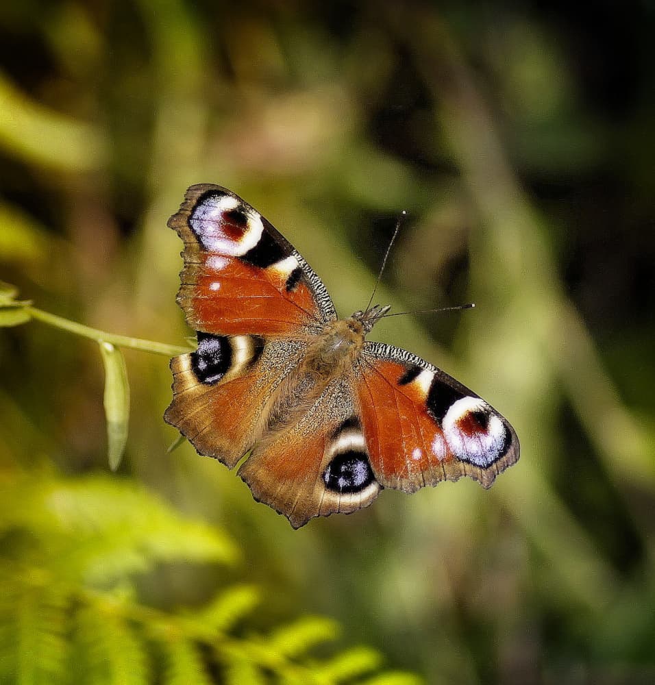 Vibrant Peacock Butterfly by Anna Cseresnjes — canvas wall art