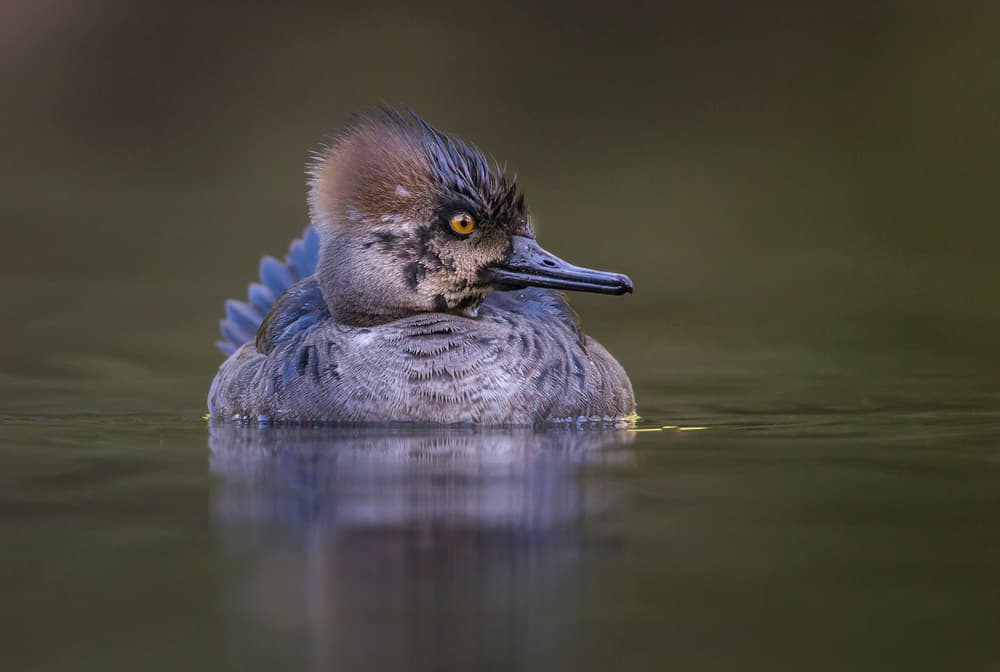Hooded Merganser Portrait by Greg Barsh — canvas wall art
