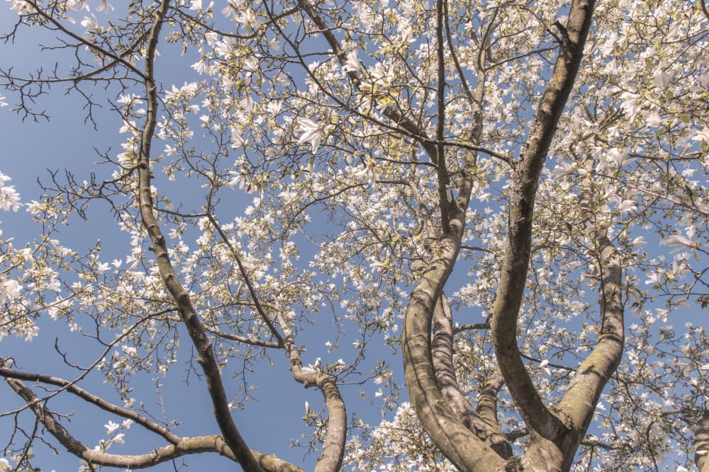 White Spring Blossoms by Lynann Colligan — canvas wall art