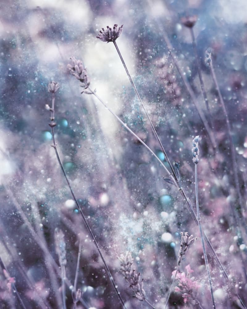 Sparkling Lavender Hues by Delphine Devos — canvas wall art