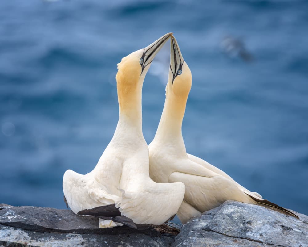 Gannet Pair Bond by Siyu_Wei APA — canvas wall art