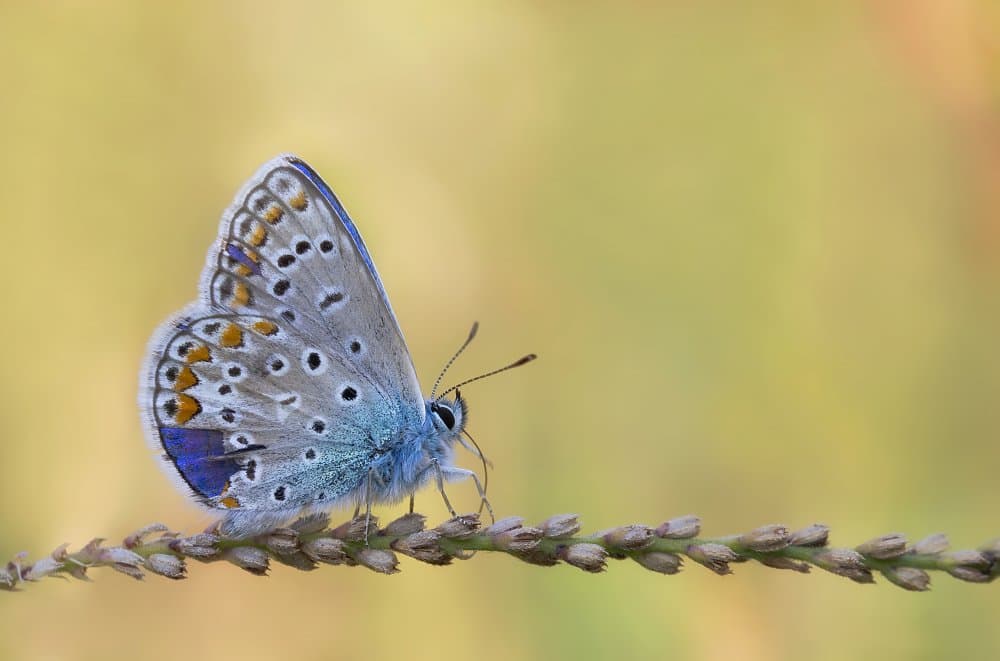 Delicate Blue Butterfly by Fabrizio Daminelli — canvas wall art