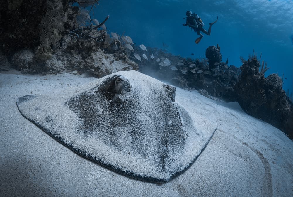 Underwater Stingray Diver by Jennifer Lu — canvas wall art