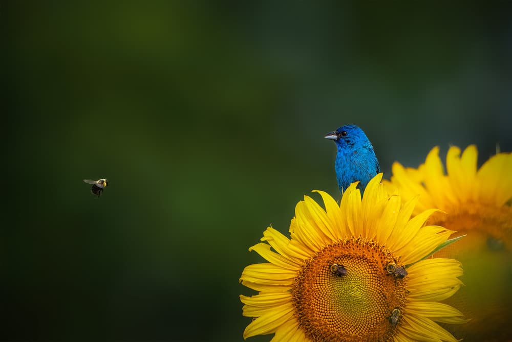 Blue Bird Sunflowers by Ruiqing P. — canvas wall art