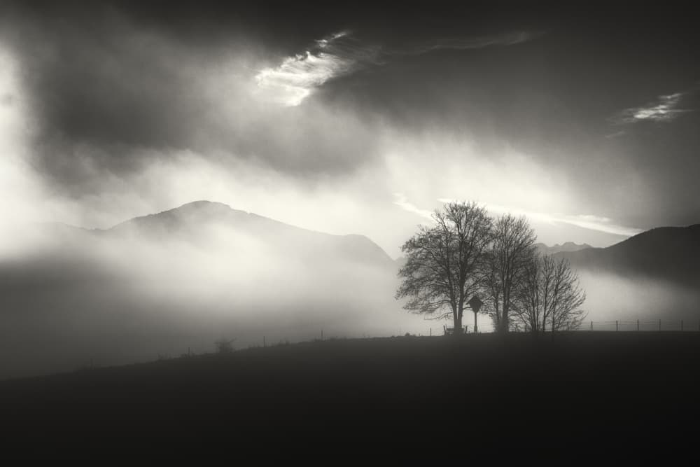 Misty Mountain Trees by Nina Pauli — canvas wall art